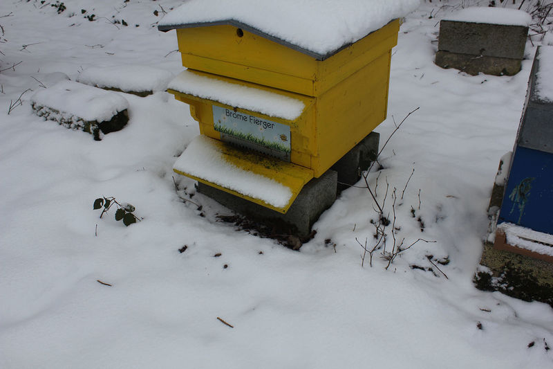 La ruche Brome Fierger